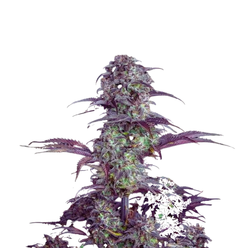 DesignohneTitel-2024-04-29T164102.507