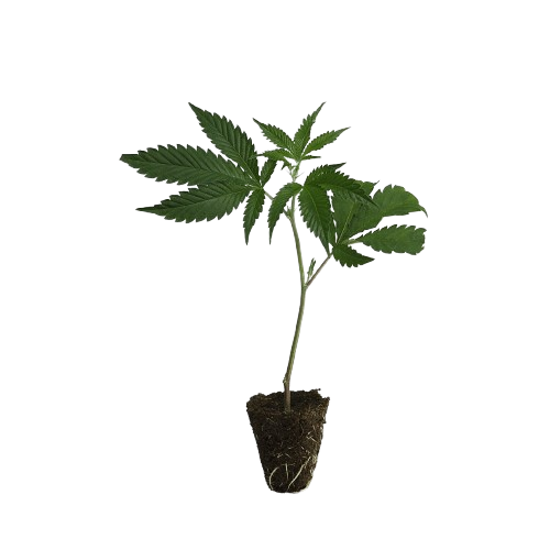 Dutch-Steckling-Big_Bud-kaufen-removebg-preview