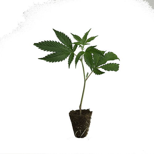 Dutch-Steckling-Big_Bud-kaufen