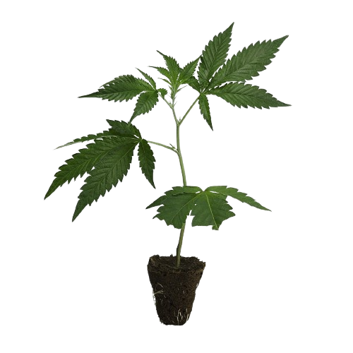 Dutch-Steckling-Blue_Zushi-kaufen-removebg-preview