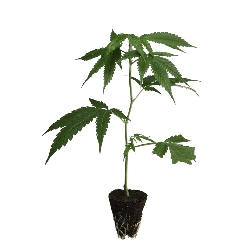 Dutch-Steckling-Kalashnikova-kaufen-removebg-preview