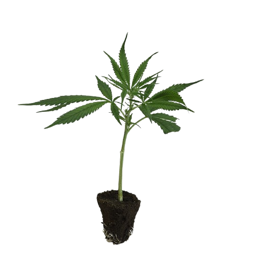 Dutch-Steckling-Northern_Lights-kaufen-removebg-preview