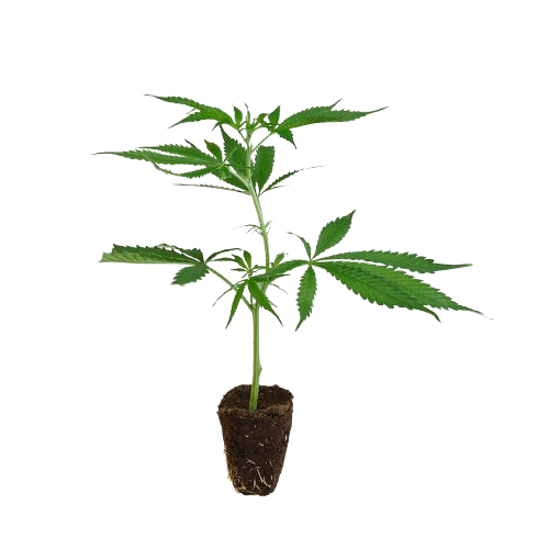 Haze-Steckling-Amnesia_Core_Cut-kaufen-removebg-preview