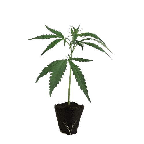 Legends-Steckling-Channel_Plus-kaufen-removebg-preview