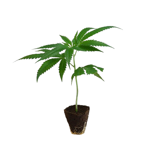 Rookies-Steckling-Lilac_Cookies-kaufen-removebg-preview