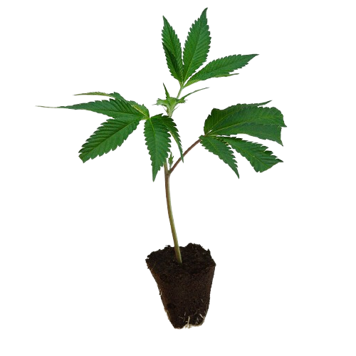 Rookies-Steckling-London_Mint_Cake-kaufen-removebg-preview