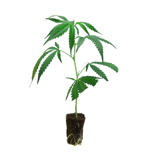 US_Cali-Steckling-Apples_and_Bananas-kaufen-removebg-preview