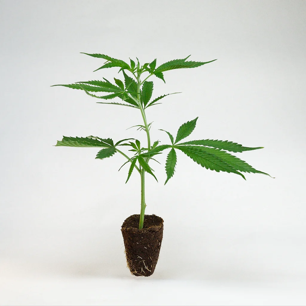 US_Cali-Steckling-Mimosa_x_Orange_Punch-kaufen