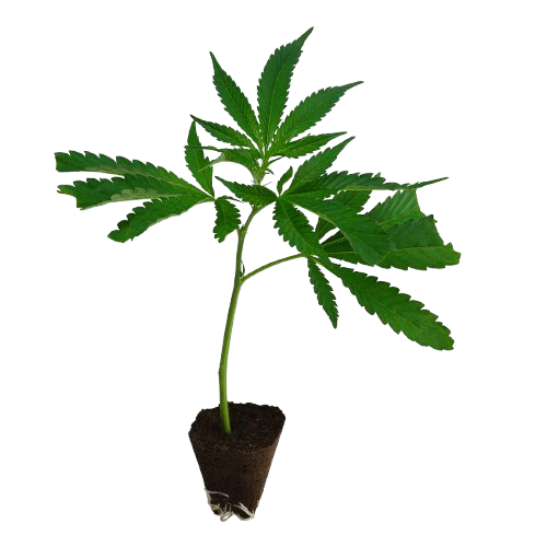 US_Cali-Steckling-Runtz-kaufen-removebg-preview