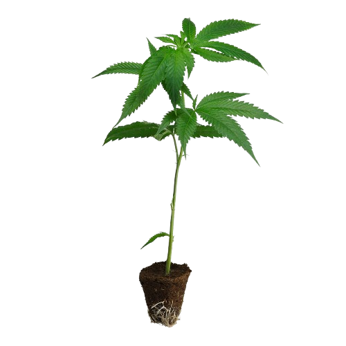 US_Cali-Steckling-Sherb_Cream_Pie-kaufen-removebg-preview