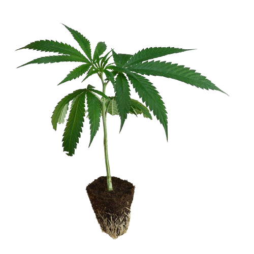 US_Cali-Steckling-Triple_Chocolate_Chip-kaufen-removebg-preview