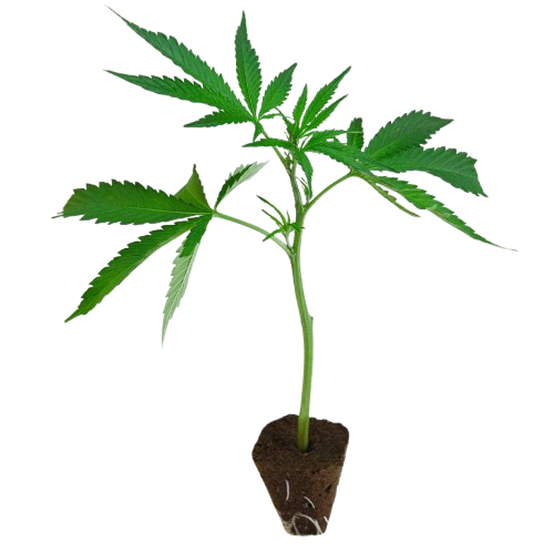 photo_2025-12-13_11-42-13-removebg-preview