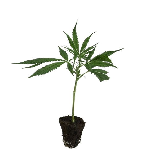 photo_2025-12-13_14-17-05-removebg-preview