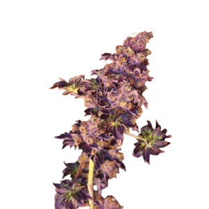 ABC-purple-scaled-removebg-preview