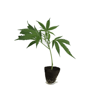 Dutch-Steckling-AK47-kaufen