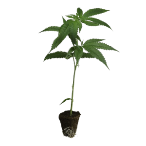 Dutch-Steckling-Critical-kaufen-removebg-preview