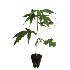 Dutch-Steckling-Kalashnikova-kaufen-removebg-preview