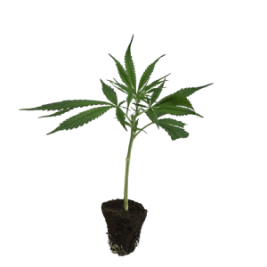 Dutch-Steckling-Northern_Lights-kaufen-removebg-preview