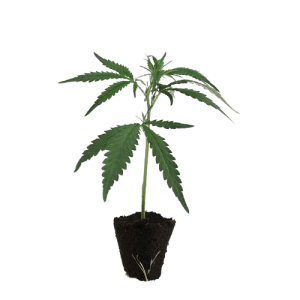 Legends-Steckling-Channel_Plus-kaufen-removebg-preview