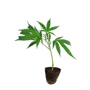 Rookies-Steckling-JMO-kaufen-removebg-preview