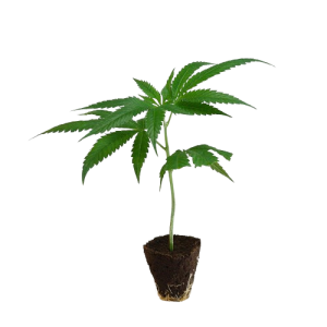 Rookies-Steckling-Lilac_Cookies-kaufen-removebg-preview