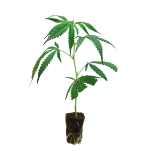 US_Cali-Steckling-Apples_and_Bananas-kaufen-removebg-preview