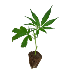 US_Cali-Steckling-Candy_Store-kaufen-removebg-preview