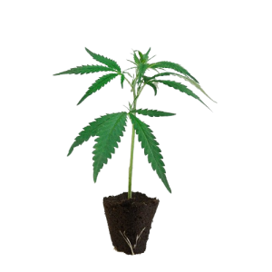 US_Cali-Steckling-Jumpshot-kaufen-removebg-preview