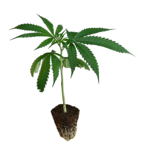 US_Cali-Steckling-Triple_Chocolate_Chip-kaufen-removebg-preview