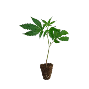 US_Cali-Steckling-Wedding_Cake-kaufen-removebg-preview